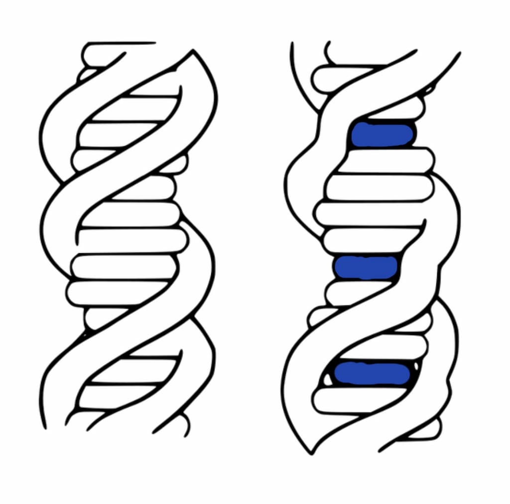 DNA intercalation